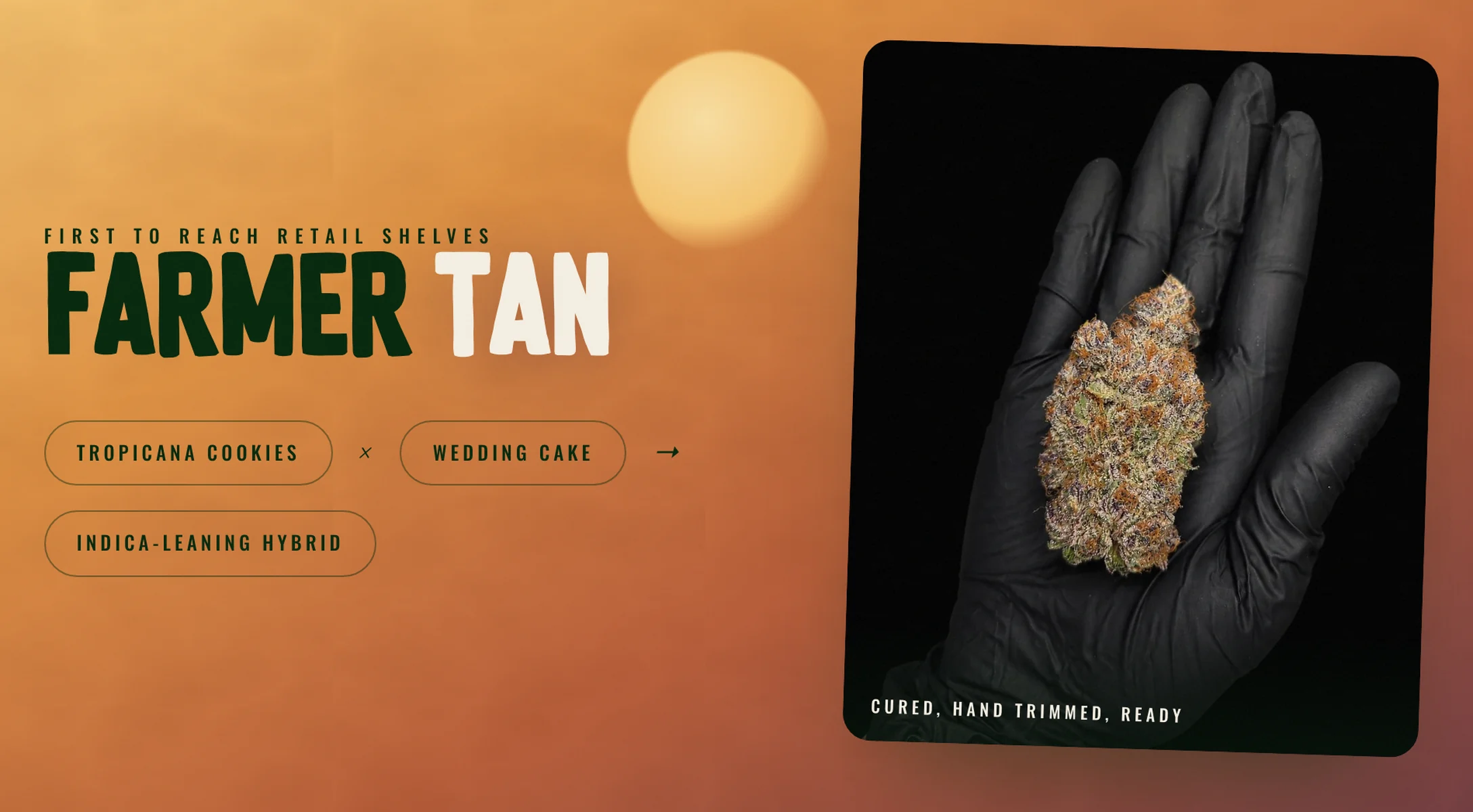 The Home Growers strains page: the Farmer Tan release panel, with the strain name and lineage beside a photograph of the cured flower held in a gloved hand.